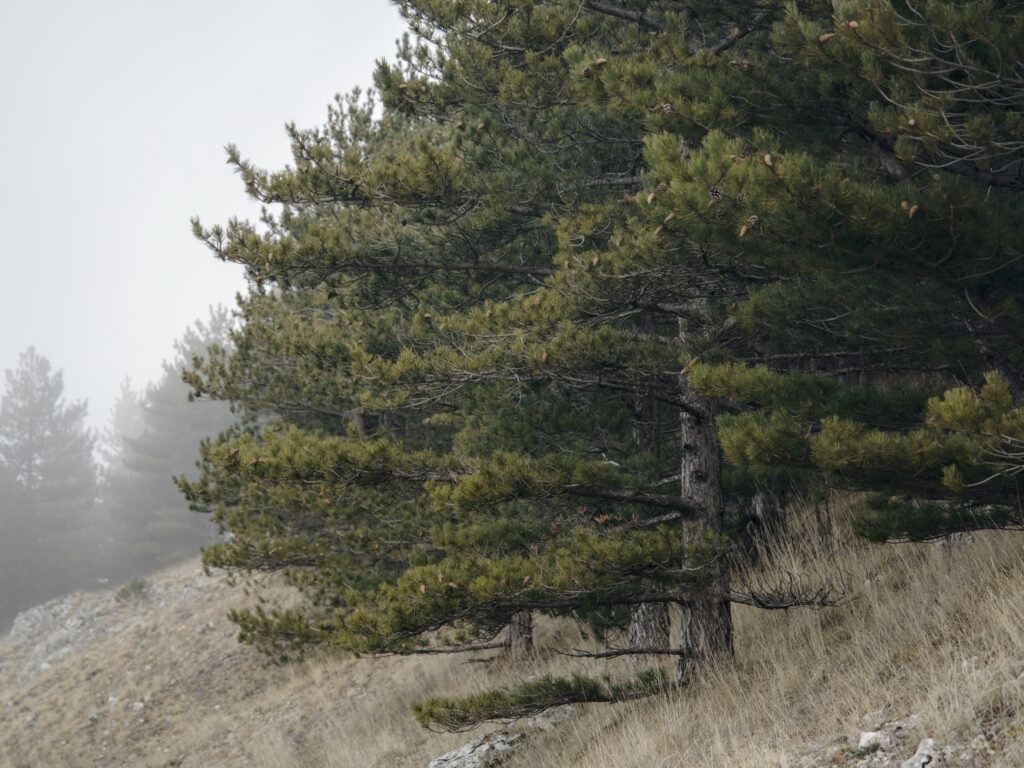 Dintorni di L'Aquila. 2 Febbraio 2026.