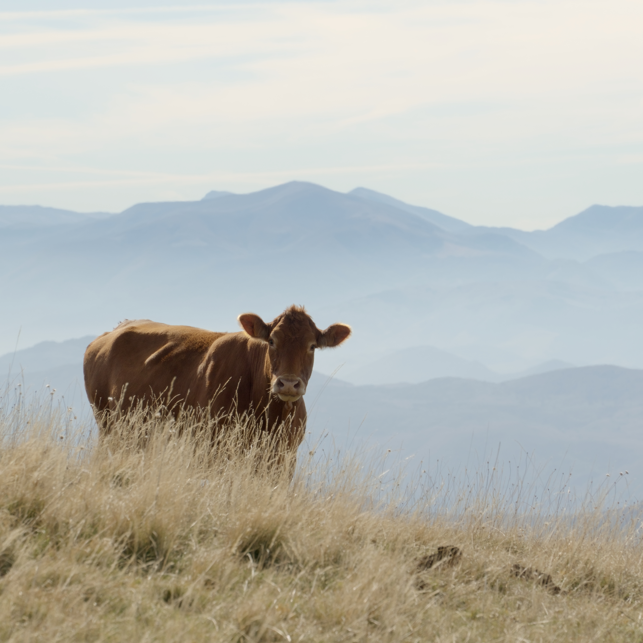 Vacca presso i dintorni della Cima Di Faiete, Abruzzo. 12 Ottobre 2025.